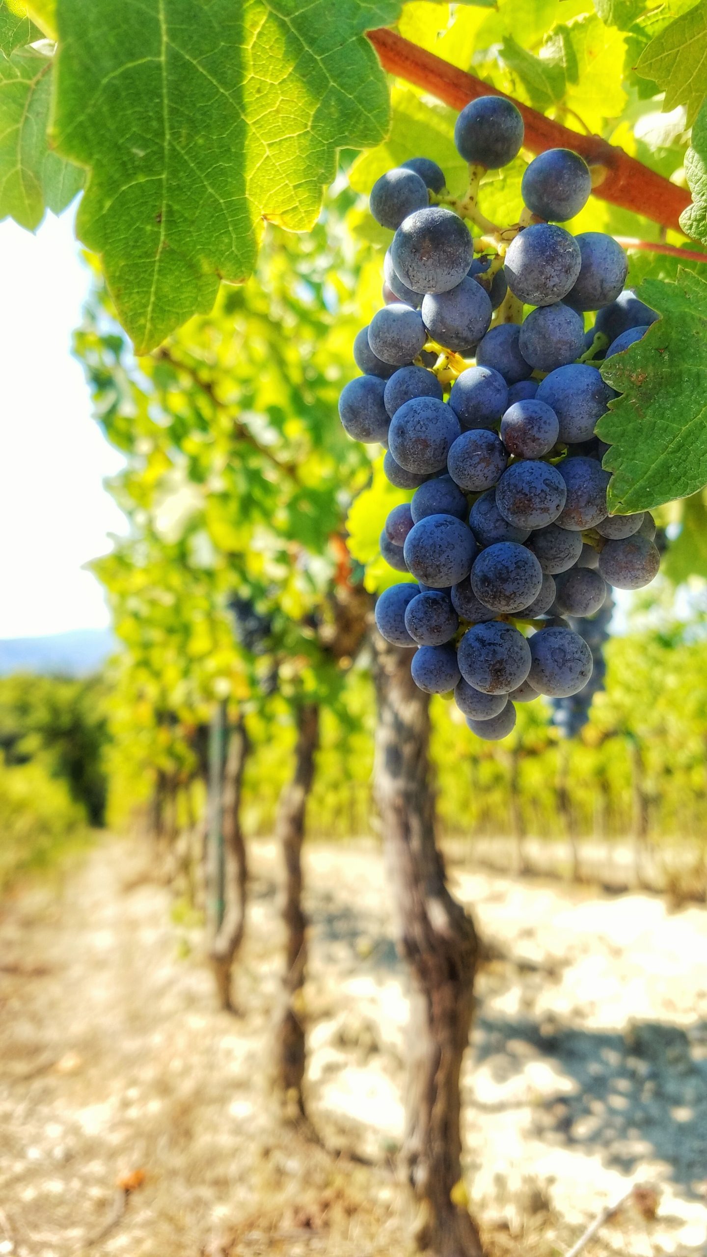 Weingut Kröll